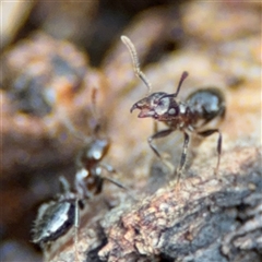 Crematogaster sp. (genus) (Acrobat ant, Cocktail ant) at Ngunnawal, ACT - 19 Oct 2024 by Hejor1