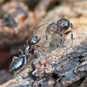 Crematogaster sp. (genus) at Ngunnawal, ACT - 19 Oct 2024