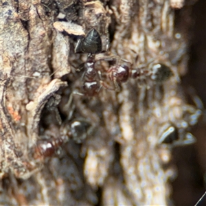 Crematogaster sp. (genus) at Ngunnawal, ACT - 19 Oct 2024