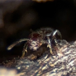 Crematogaster sp. (genus) at Ngunnawal, ACT - 19 Oct 2024