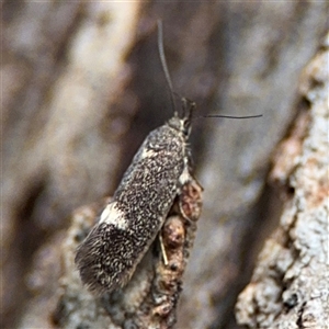 Leistomorpha brontoscopa at Ngunnawal, ACT - 19 Oct 2024 10:49 AM