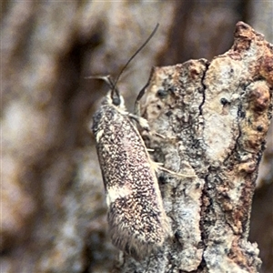 Leistomorpha brontoscopa at Ngunnawal, ACT - 19 Oct 2024