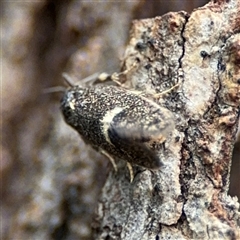 Leistomorpha brontoscopa at Ngunnawal, ACT - 19 Oct 2024 10:49 AM