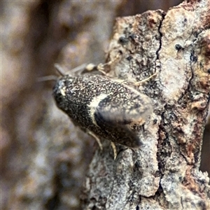 Leistomorpha brontoscopa at Ngunnawal, ACT - 19 Oct 2024