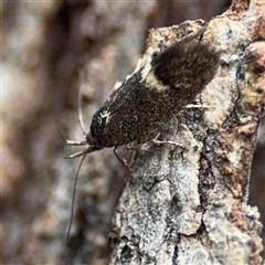 Leistomorpha brontoscopa at Ngunnawal, ACT - 19 Oct 2024 10:49 AM