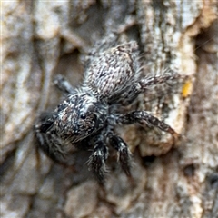 Servaea sp. (genus) (Unidentified Servaea jumping spider) at Ngunnawal, ACT - 19 Oct 2024 by Hejor1