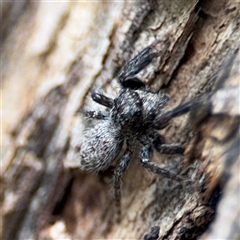 Servaea sp. (genus) at Ngunnawal, ACT - 19 Oct 2024