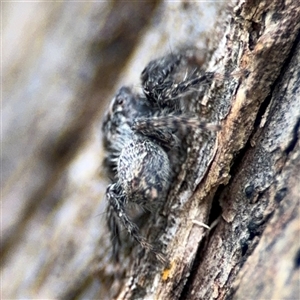 Servaea sp. (genus) at Ngunnawal, ACT - 19 Oct 2024