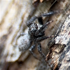 Servaea sp. (genus) at Ngunnawal, ACT - 19 Oct 2024