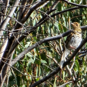 Zoothera lunulata at Tennent, ACT - 9 Oct 2024