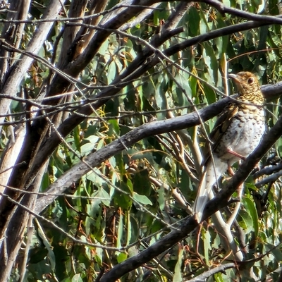 Zoothera lunulata (Bassian Thrush) at Tennent, ACT - 8 Oct 2024 by SWishart