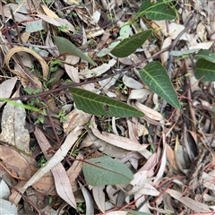 Hardenbergia violacea (False Sarsaparilla) at Ngunnawal, ACT - 18 Oct 2024 by Hejor1