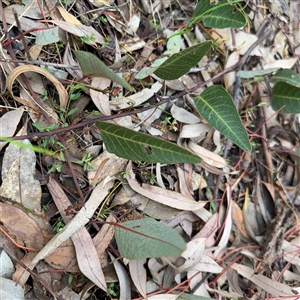 Hardenbergia violacea at Ngunnawal, ACT - 19 Oct 2024