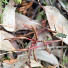 Hardenbergia violacea at Ngunnawal, ACT - 19 Oct 2024