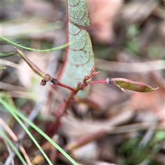 Hardenbergia violacea at Ngunnawal, ACT - 19 Oct 2024