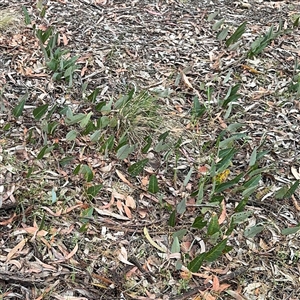 Hardenbergia violacea at Ngunnawal, ACT - 19 Oct 2024