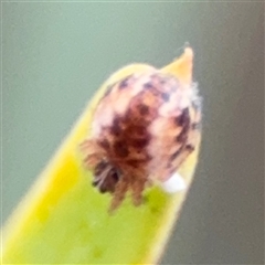 Araneus hamiltoni at Ngunnawal, ACT - 19 Oct 2024 by Hejor1