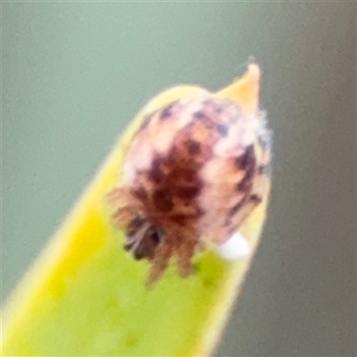 Araneus hamiltoni at Ngunnawal, ACT - 19 Oct 2024 by Hejor1