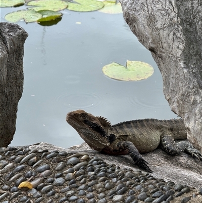 Intellagama lesueurii lesueurii (Eastern Water Dragon) at Sydney, NSW - 19 Oct 2024 by AniseStar