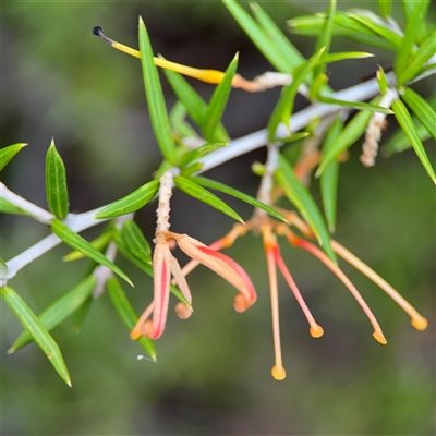 Grevillea (genus) (Grevillea) at Ngunnawal, ACT - 19 Oct 2024 by Hejor1