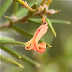 Grevillea sp. at Ngunnawal, ACT - 19 Oct 2024