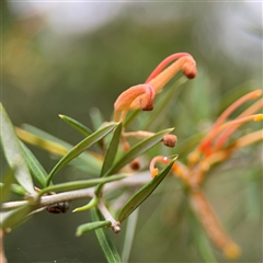 Grevillea sp. at Ngunnawal, ACT - 19 Oct 2024