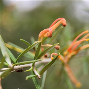 Grevillea sp. at Ngunnawal, ACT - 19 Oct 2024 10:38 AM