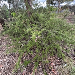 Grevillea (genus) at Ngunnawal, ACT - 19 Oct 2024 10:38 AM