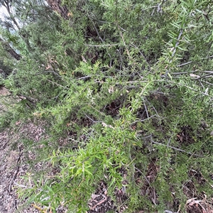 Grevillea sp. at Ngunnawal, ACT - 19 Oct 2024