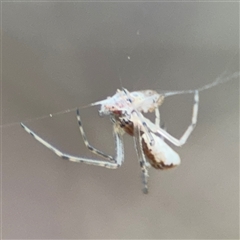 Tetragnatha sp. (genus) (Long-jawed spider) at Ngunnawal, ACT - 19 Oct 2024 by Hejor1