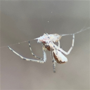 Tetragnatha sp. (genus) at Ngunnawal, ACT - 19 Oct 2024