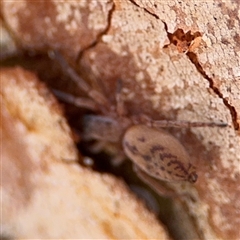 Clubiona sp. (genus) (Unidentified Stout Sac Spider) at Ngunnawal, ACT - 18 Oct 2024 by Hejor1