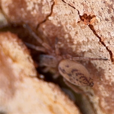 Clubiona sp. (genus) (Unidentified Stout Sac Spider) at Ngunnawal, ACT - 19 Oct 2024 by Hejor1