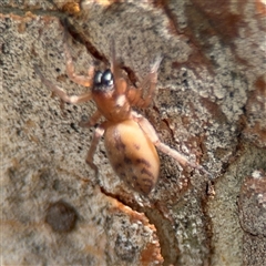 Clubiona sp. (genus) at Ngunnawal, ACT - 19 Oct 2024