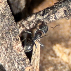 Iridomyrmex rufoniger (Tufted Tyrant Ant) at Ngunnawal, ACT - 19 Oct 2024 by Hejor1