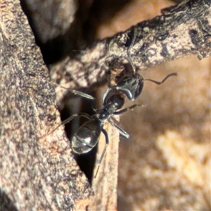 Iridomyrmex rufoniger at Ngunnawal, ACT - 19 Oct 2024