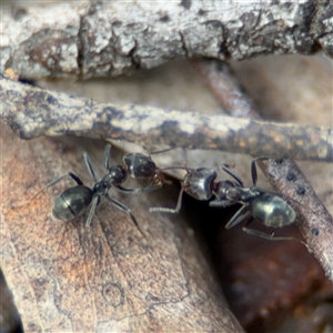 Iridomyrmex rufoniger at Ngunnawal, ACT - 19 Oct 2024