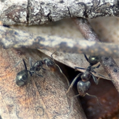 Iridomyrmex rufoniger at Ngunnawal, ACT - 19 Oct 2024