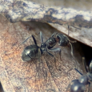 Iridomyrmex rufoniger at Ngunnawal, ACT - 19 Oct 2024 10:29 AM