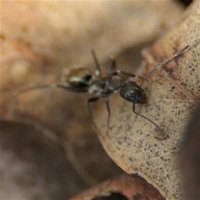 Camponotus aeneopilosus (A Golden-tailed sugar ant) at Ngunnawal, ACT - 19 Oct 2024 by Hejor1