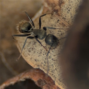 Camponotus aeneopilosus at Ngunnawal, ACT - 19 Oct 2024 10:29 AM