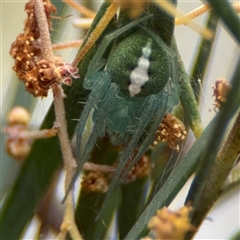 Araneus psittacinus (Parrot Coloured Orb-weaver) at Ngunnawal, ACT - 19 Oct 2024 by Hejor1