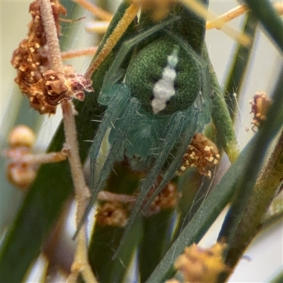 Araneus psittacinus (Parrot Coloured Orb-weaver) at Ngunnawal, ACT - 19 Oct 2024 by Hejor1