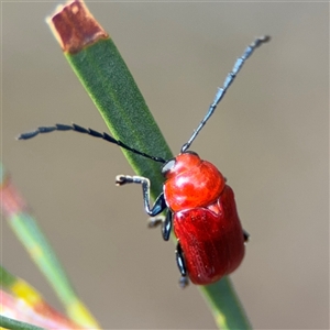 Aporocera (Aporocera) haematodes at Ngunnawal, ACT - 19 Oct 2024