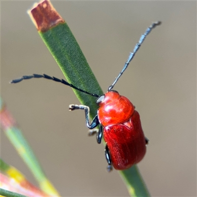 Aporocera (Aporocera) haematodes (A case bearing leaf beetle) at Ngunnawal, ACT - 19 Oct 2024 by Hejor1