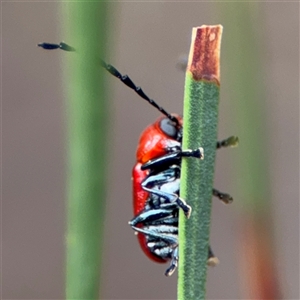 Aporocera (Aporocera) haematodes at Ngunnawal, ACT - 19 Oct 2024