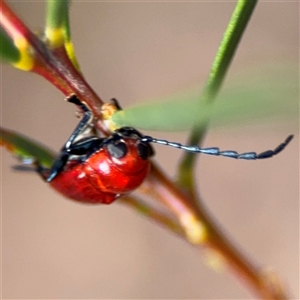 Aporocera (Aporocera) haematodes at Ngunnawal, ACT - 19 Oct 2024