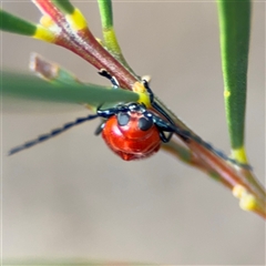 Aporocera (Aporocera) haematodes at Ngunnawal, ACT - 19 Oct 2024