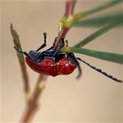 Aporocera (Aporocera) haematodes at Ngunnawal, ACT - 19 Oct 2024