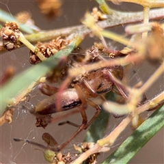 Cheiracanthium gracile (Slender sac spider) at Ngunnawal, ACT - 18 Oct 2024 by Hejor1